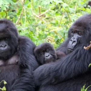 a family of gorillas in a forest