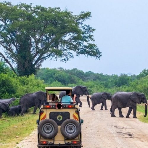 3 Days Murchison Falls Safari