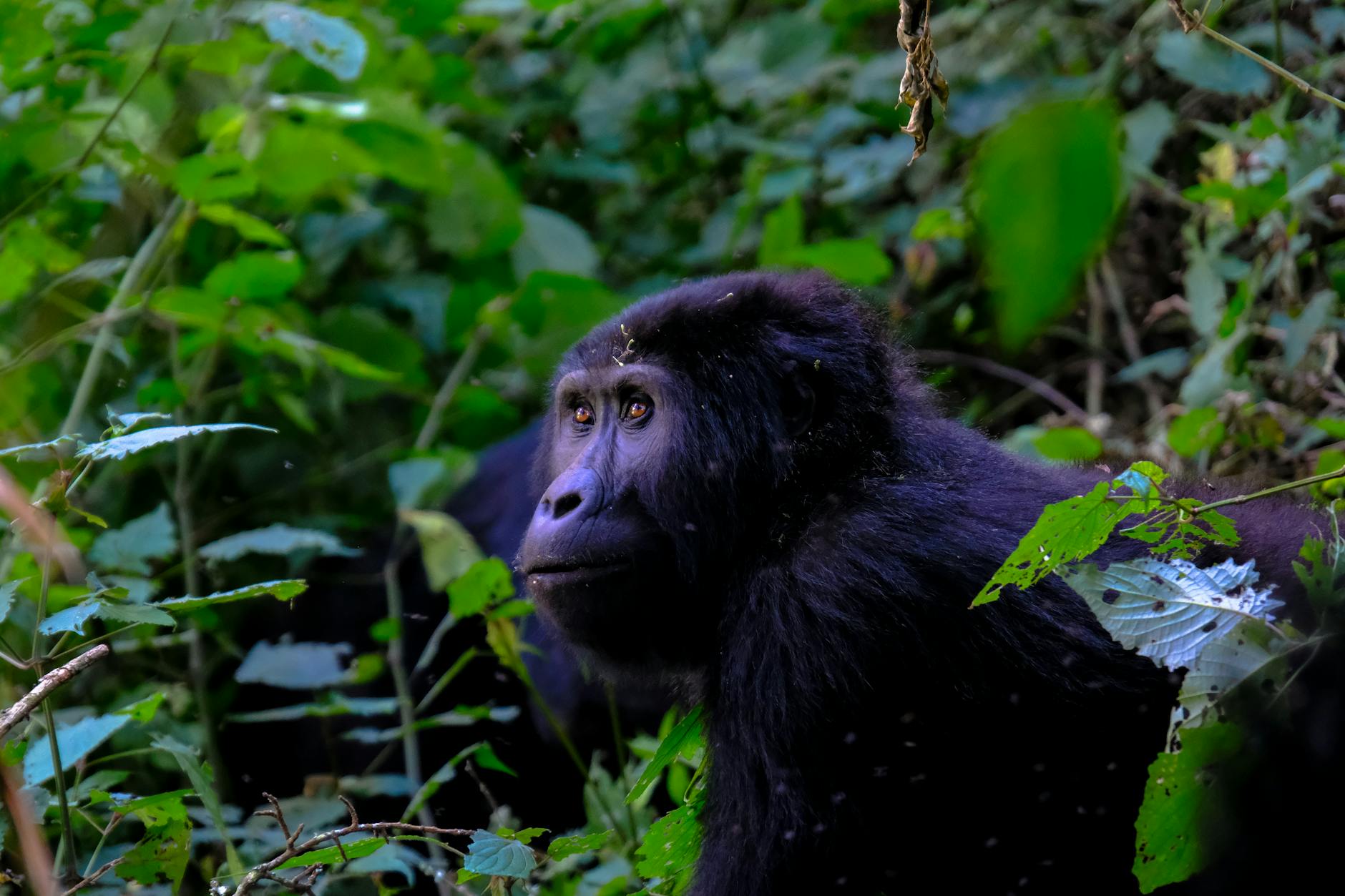 gorilla around bushes