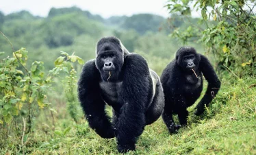 Nyungwe Chimps & Congo Gorilla Trekking