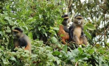 Rwanda Gorilla and Golden Monkeys Adventure