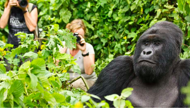 Explore With Primates In Rwanda