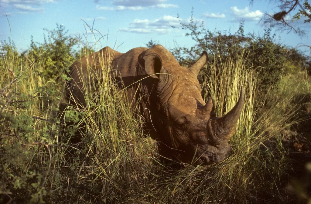 6-days-meru-national-park-the-untamed-classic