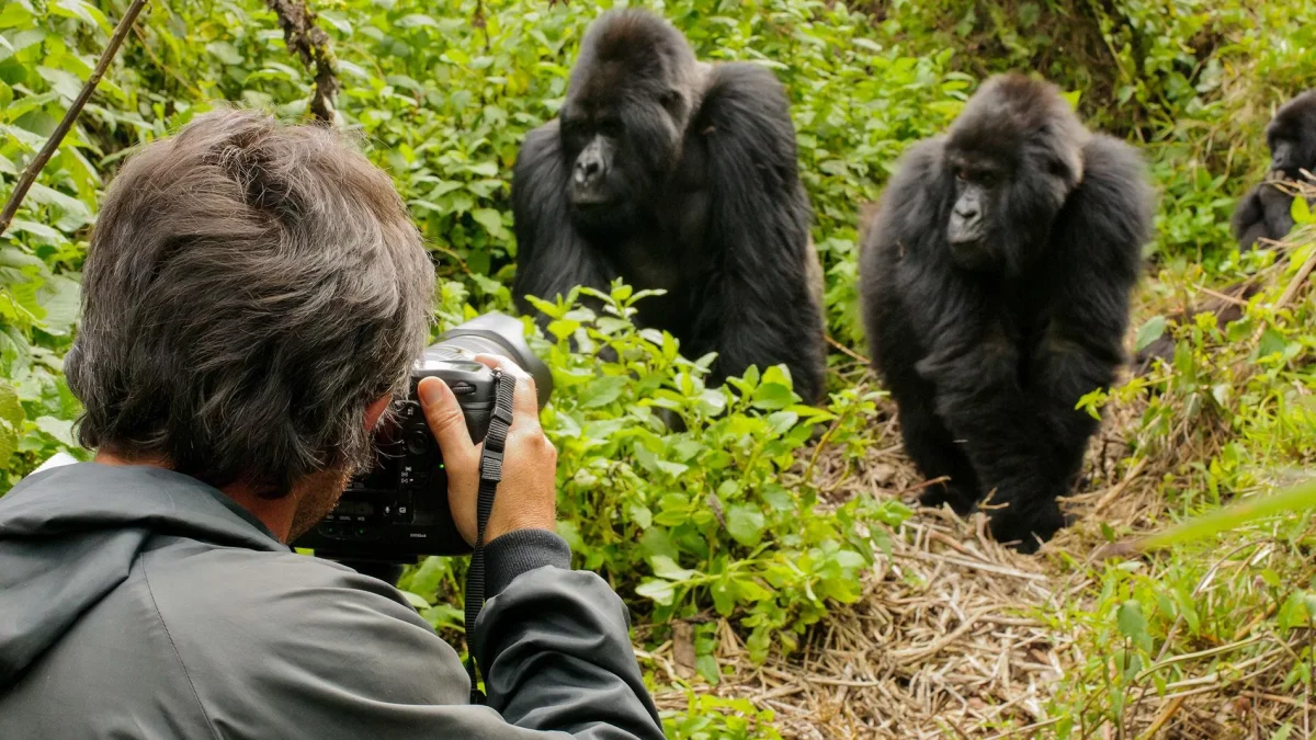 Bwindi Gorilla Trekking Package: A Thoughtful Three-Day Forest Journey
