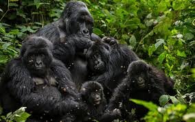 The Ultimate Guide to Gorilla Trekking in Africa 2025/2026