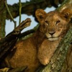 6-days-mara-beyond-the-migration