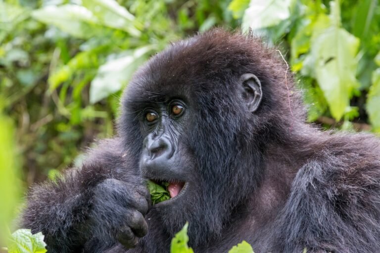 Exploring the Wonders of Tourism in Uganda: A Guide to Wildlife Safaris and Gorilla Permits