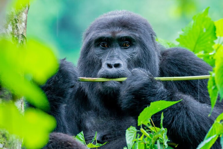 How to get a gorilla permit in Uganda /Rwanda