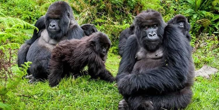 Uganda safari destination