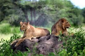 10-days-wildlife-big-game-safari-congo