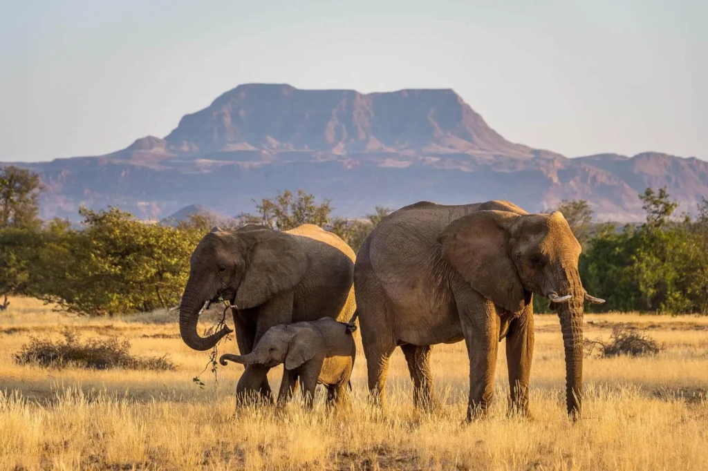 namibia-safaris