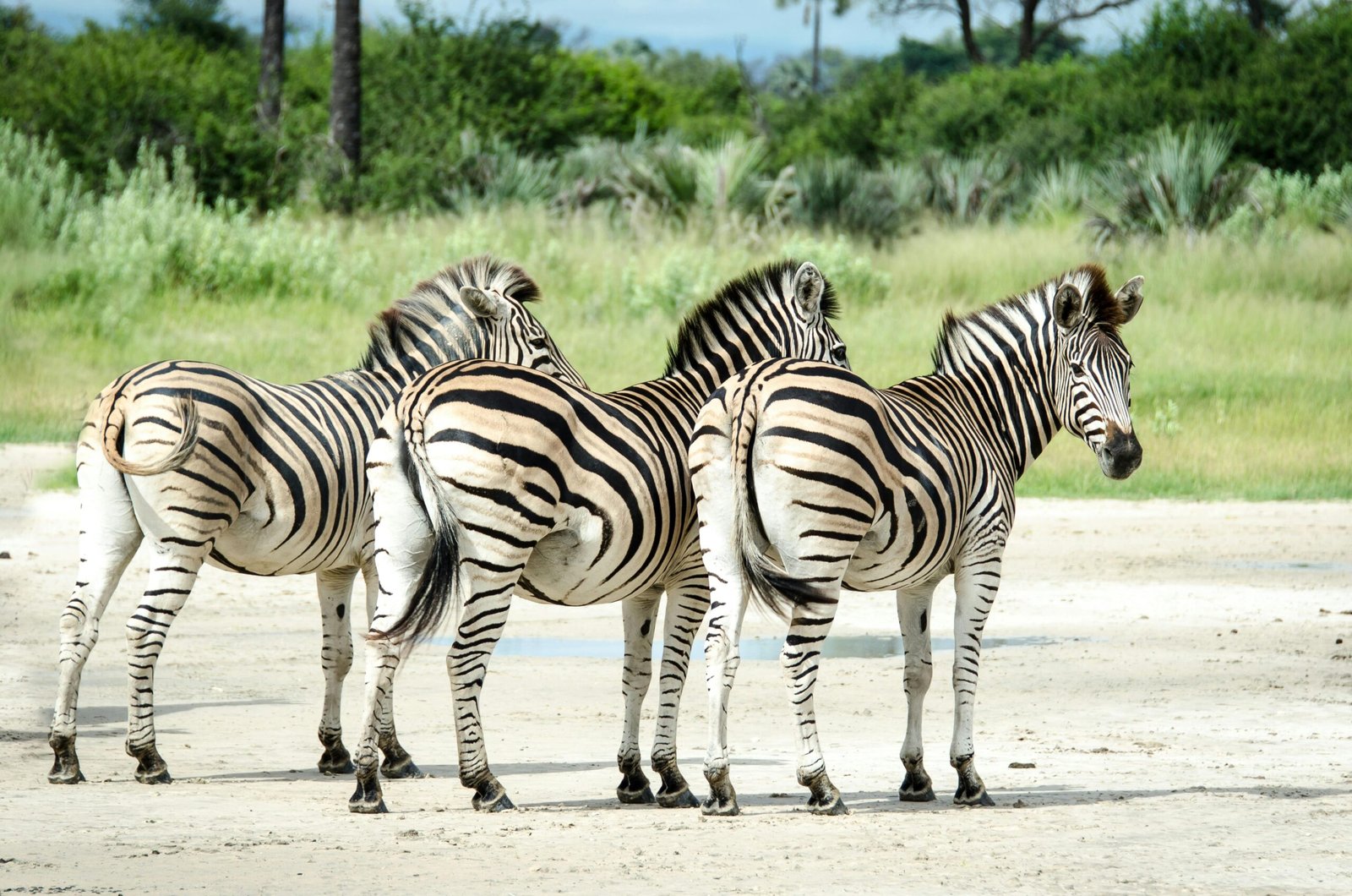 Rwanda safari destination