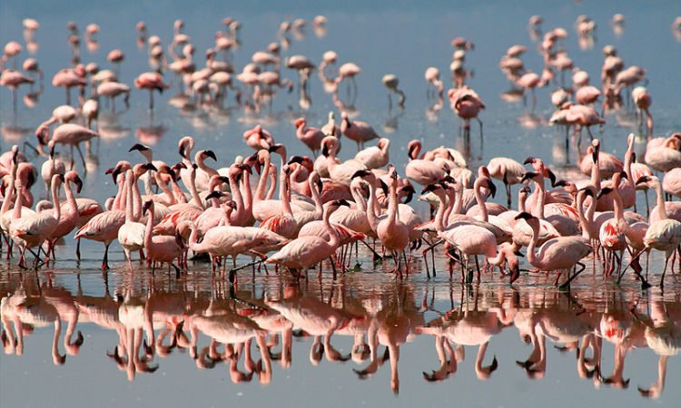 Ngorongoro Crater