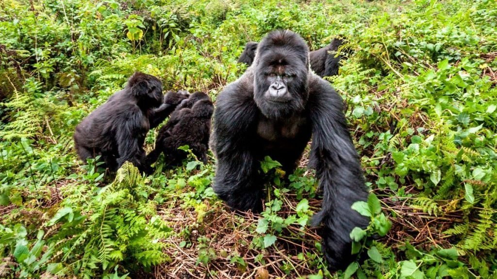 Bwindi Trekking Permit Guide: How to Plan Your Gorilla Trek in 2026